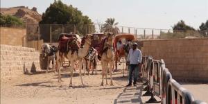 محافظة الجيزة تتابع انتظام منظومة ركوب الخيل والجمال بالمنطقة الأثرية للأهرامات - المدينة برس