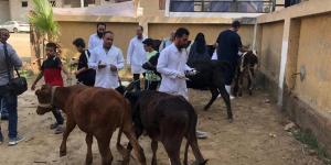 بيطري الفيوم: تحصين 49657 رأس ماشية ضد الحمى القلاعية خلال شهر - المدينة برس