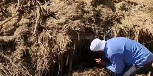 لدغات متكررة وتحركات عاجلة، منيا القمح في مواجهة خطر الثعابين بعد سقوط ضحايا جدد (صور) - المدينة برس