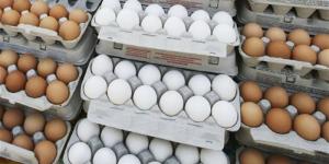 ارتفاع سعر كرتونة البيض اليوم السبت في بورصة الدواجن - المدينة برس