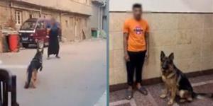 الداخلية تكشف ملابسات فيديو دفع كلب لمهاجمة سيدة في البحيرة وتضبط المتهم - المدينة برس