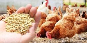 ارتفاع الذرة والصويا، أسعار الأعلاف والحبوب اليوم الخميس في الأسواق - المدينة برس