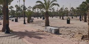 "الفاو" ترصد الجراد بمناطق مغربية - بوابة المدينة برس