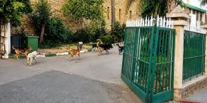 "كلاب ضالة" وراء صدام في وزان - بوابة المدينة برس