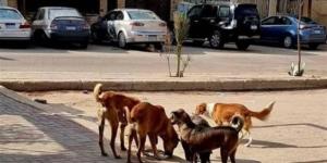 إحالة دعوى إلغاء قرار منع إطعام الكلاب والقطط الضالة داخل القاهرة الجديدة لـ "المفوضين" - المدينة برس