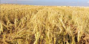 تفسير رؤية القمح في المنام وعلاقتها بالسعادة والرزق الوفير - المدينة برس