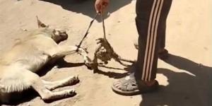 ضبط صاحب فيديو سحل كلب في شوارع أشمون بعد موجة غضب على مواقع التواصل (فيديو) - المدينة برس