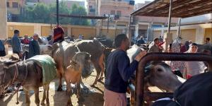 حقيقة انتشار مرض الجلد العقدي بين الماشية - المدينة برس