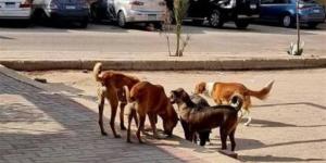 «الزراعة» تطلق الخطة الوطنية للتعامل مع حيوانات الشارع وتحظر القتل الجماعي - المدينة برس
