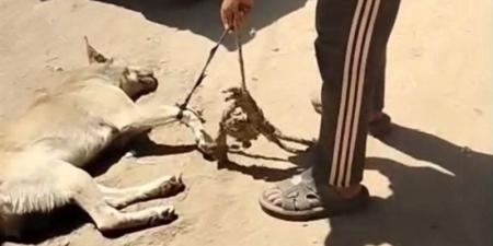 ضبط صاحب فيديو سحل كلب في شوارع أشمون بعد موجة غضب على مواقع التواصل (فيديو) - المدينة برس