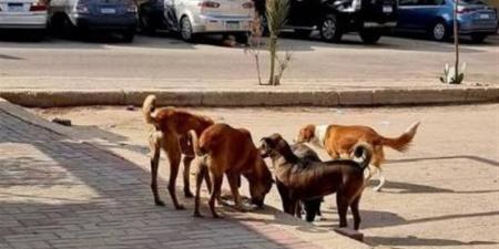 «الزراعة» تطلق الخطة الوطنية للتعامل مع حيوانات الشارع وتحظر القتل الجماعي - المدينة برس