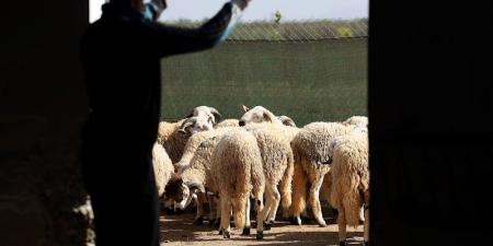 جمعية مربي الأغنام والماعز: القطيع المؤطر يرتفع إلى 4,8 ملايين رأس - بوابة المدينة برس