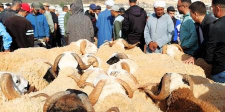 زيادة بـ1300 درهم .. تقرير يعدد اختلالات سوق الماشية في عيد الأضحى - بوابة المدينة برس