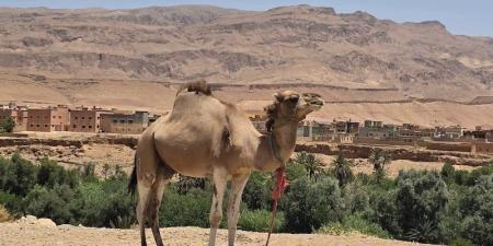 مضايق تودغى تقود الإقلاع السياحي - بوابة المدينة برس
