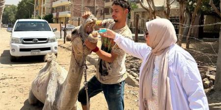 منظومة متكاملة لتطوير وتنظيم خدمات ركوب الخيل والجمال بمنطقة أهرامات الجيزة - المدينة برس