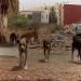خطر الكلاب الضالة بفاس - بوابة المدينة برس