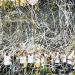موعد مباراة الزمالك وبيراميدز في الدوري الممتاز - المدينة برس