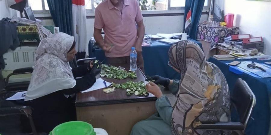 بدء أعمال الفحص للوز القطن الأخضر بالفيوم - المدينة برس
