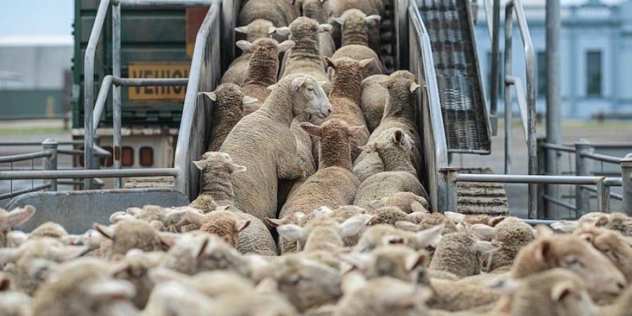 تأجيلات تعرقل "تقصي استيراد الأغنام" وسط فشل تنسيق الأغلبية والمعارضة - بوابة المدينة برس
