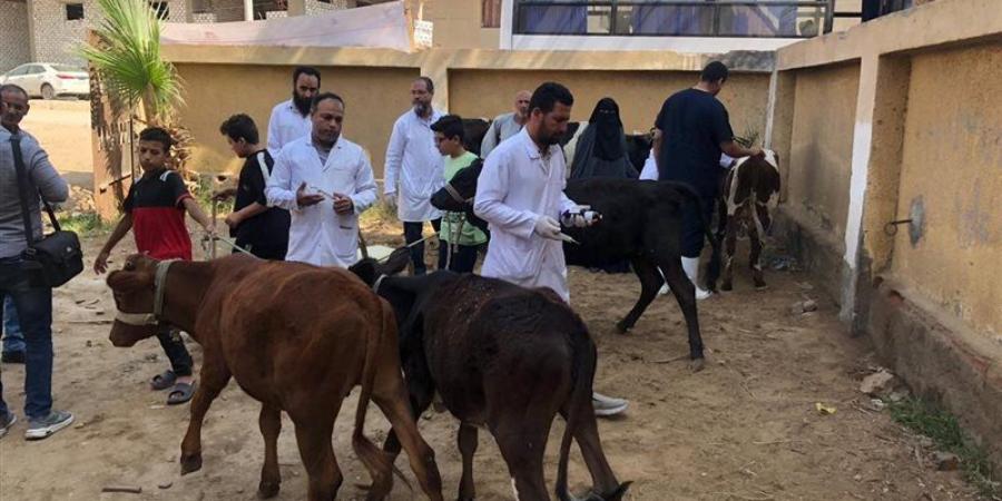 بيطري الفيوم: تحصين 49657 رأس ماشية ضد الحمى القلاعية خلال شهر - المدينة برس