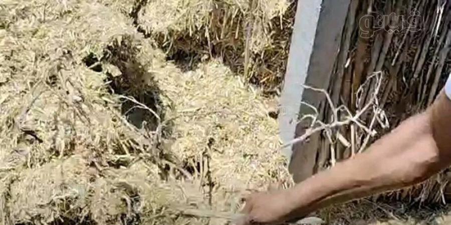 ارتفاع حصيلة ضحايا لدغات الثعابين بالشرقية إلى 18 حالة بينهم 3 وفيات - المدينة برس