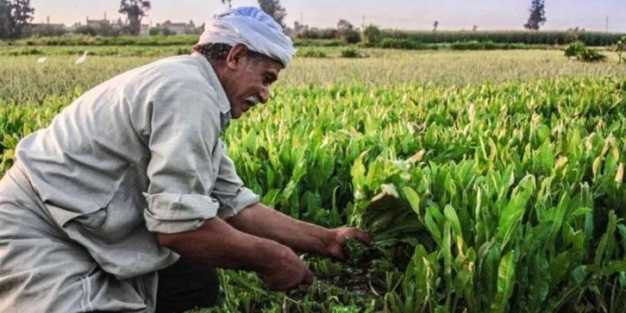 زيادات تعجيزية، مطالب برلمانية بمراجعة أسعار إيجار أراضي الأوقاف - المدينة برس