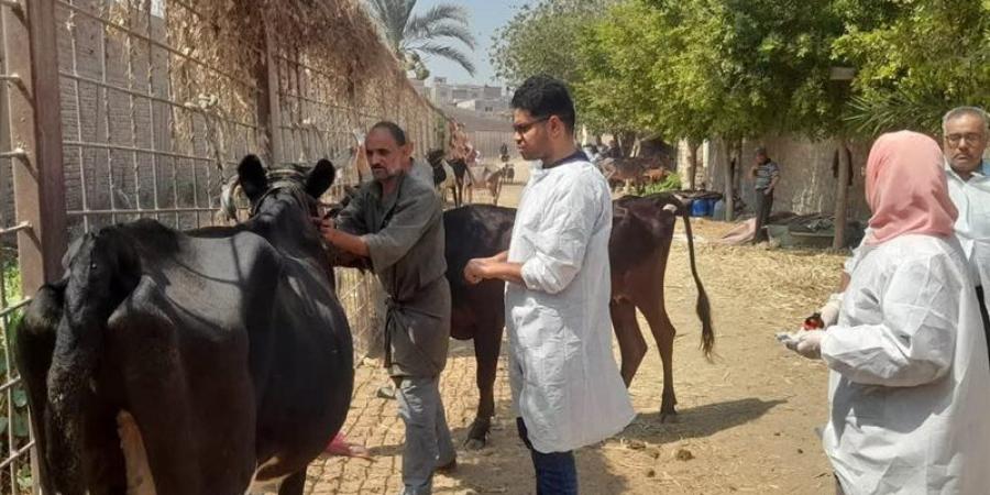 قافلة علاجية مجانية لطب بيطري القاهرة بمنطقة التبين لدعم صحة الحيوان - المدينة برس