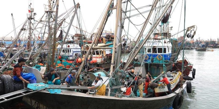 العيون تنظم مفرغات الأسماك السطحية - بوابة المدينة برس