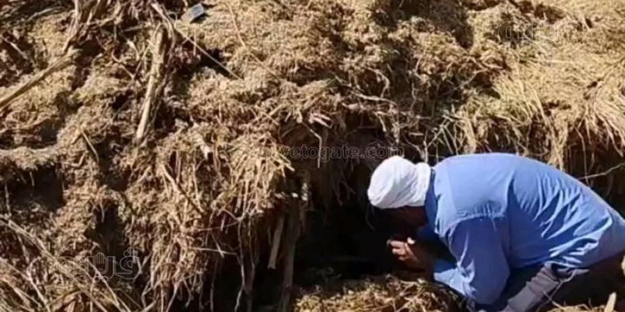 ارتفاع ضحايا لدغات الثعابين في الشرقية إلى 24 حالة بينها 3 وفيات - المدينة برس