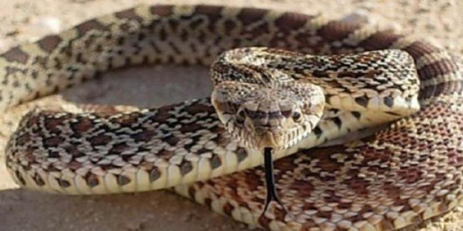 لا تحاول شفط السم الأبرز، الصحة تحذر من أخطاء شائعة بعد لدغات الثعابين - المدينة برس
