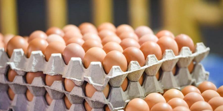 البلدي يواصل الارتفاع، سعر كرتونة البيض اليوم الأربعاء في بورصة الدواجن - المدينة برس