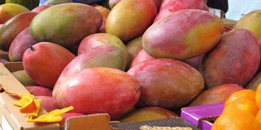 أسعار المانجو اليوم، العويسي تقفز 20 جنيها وانخفاض صديقة وجولك - المدينة برس