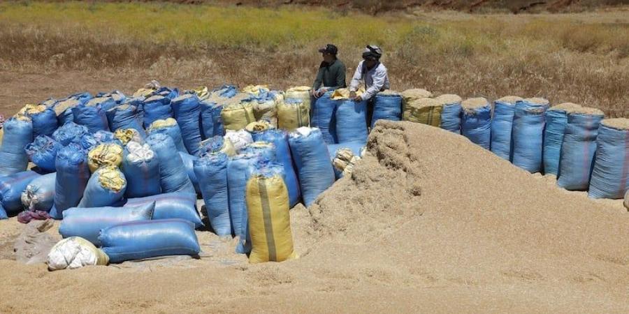 "كميات القمح اللين المجمّعة" تبتعد عن الأهداف المسطرة في المملكة - بوابة المدينة برس