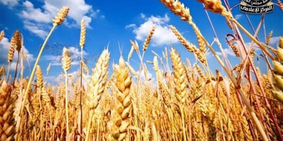 الحكومة تكشف حقيقة تراجع زراعة المحاصيل الاستراتيجية وجهود تحقيق الاكتفاء الذاتي - المدينة برس