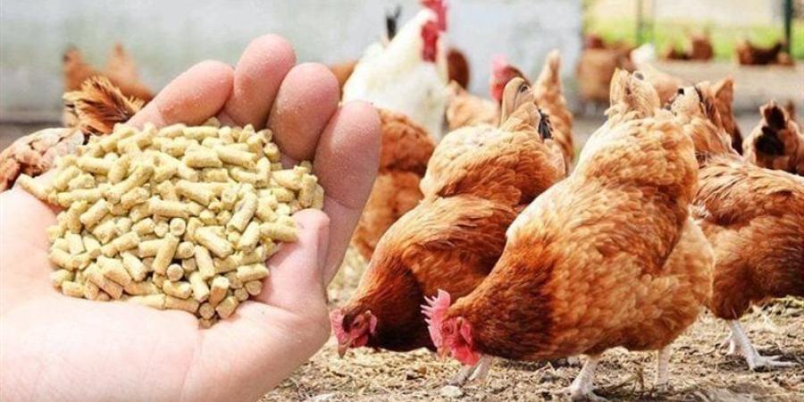 ارتفاع الذرة والصويا، أسعار الأعلاف والحبوب اليوم الخميس في الأسواق - المدينة برس
