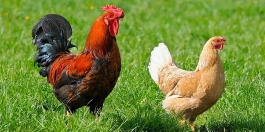 ارتفاع سعر الفراخ اليوم الجمعة 10 يوليو 2026 (آخر تحديث) - المدينة برس