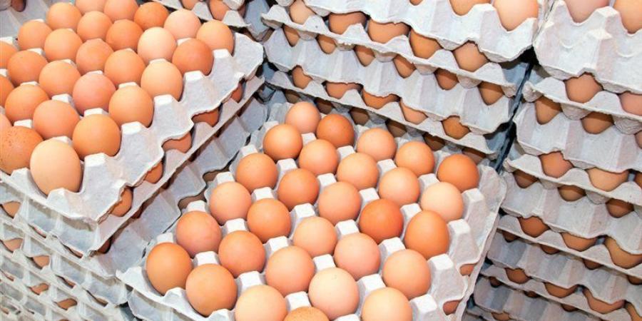 سعر كرتونة البيض اليوم الإثنين في بورصة الدواجن - المدينة برس