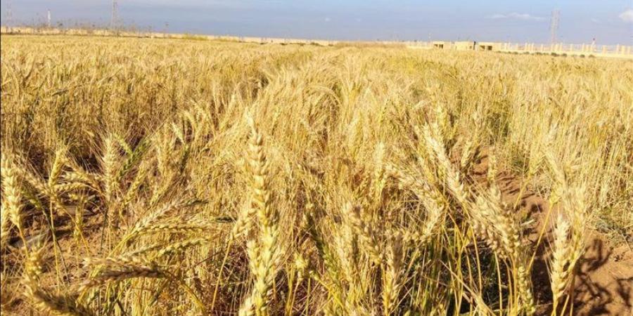 تفسير رؤية القمح في المنام وعلاقتها بالسعادة والرزق الوفير - المدينة برس