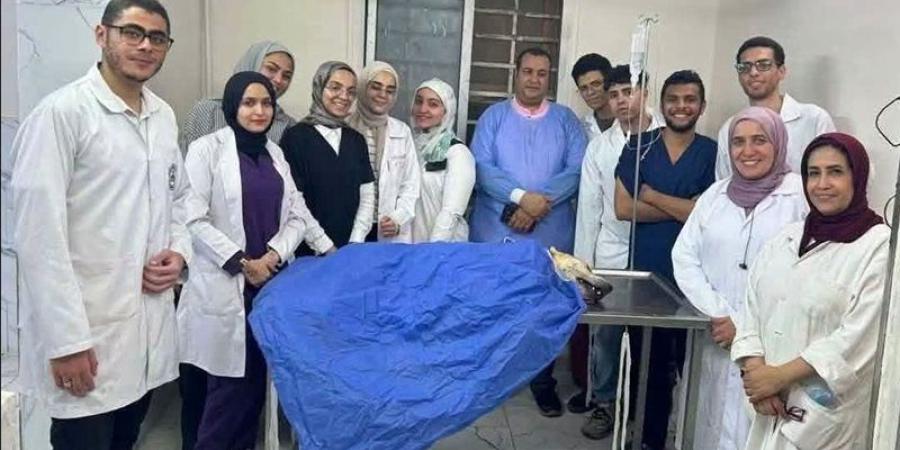 طلاب بيطري القاهرة يشاركون بحملة لتعقيم الكلاب الضالة وفق المعايير الدولية - المدينة برس