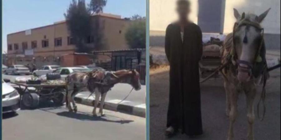 من مقطع متداول إلى ضبط المتهم، كواليس واقعة "الكارو" في شمال سيناء - المدينة برس