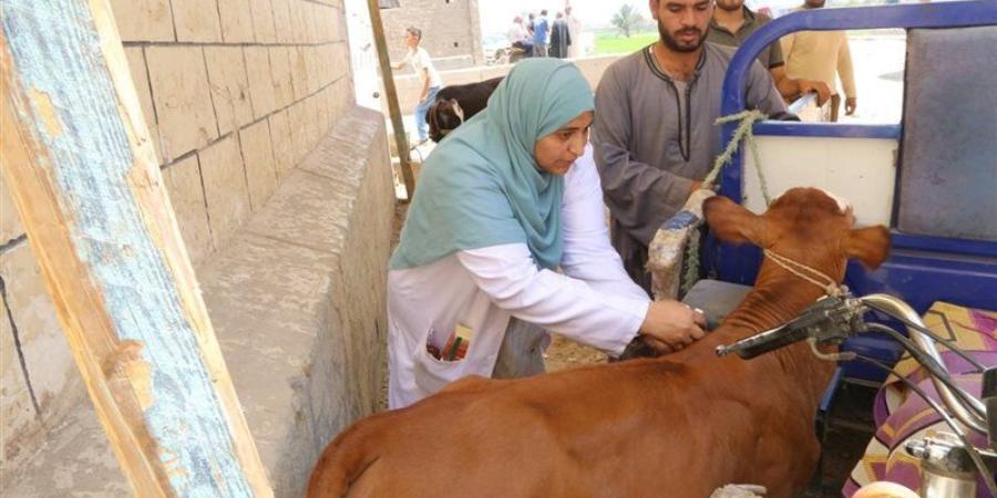 جامعة الفيوم تنظم قافلة بيطرية مجانية لمربي الماشية بقرية الهيشة - المدينة برس