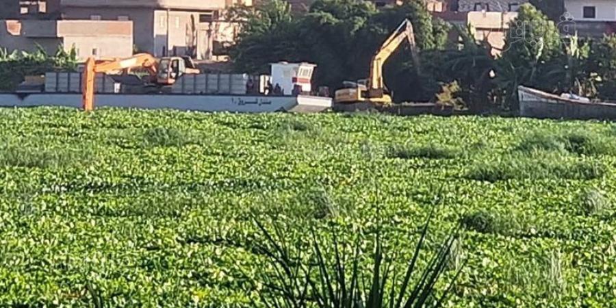 أهالي دسوق ينتقدون ملف تطهير ورد النيل ويتهمون المسئولين بالتقاعس (فيديو وصور) - المدينة برس