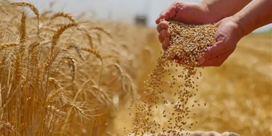 ارتفاع أسعار القمح عالميا بسبب توترات البحر الأسود، والذرة تسجل أعلى مستوى في شهرين - المدينة برس