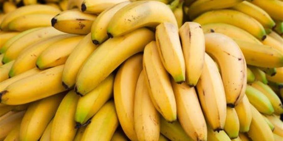 جمهورية الموز! بين الغش والسرطان.. الكربيد يشعل الجدل حول إنضاج الفاكهة الشعبية.. الجهات المعنية تعمل في «جزر منعزلة».. والرقابة غائبة - المدينة برس