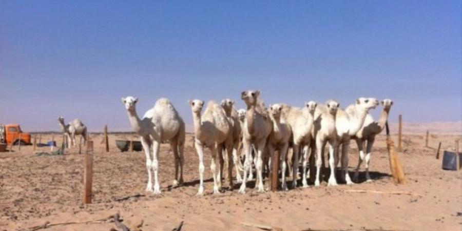 «الزراعة»: حظر الرعي قرب المنشآت الحيوية والمحميات - بوابة المدينة برس