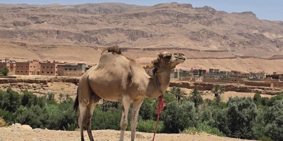مضايق تودغى تقود الإقلاع السياحي - بوابة المدينة برس