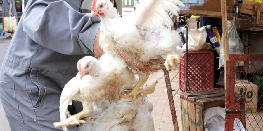وفرة الكتاكيت وتراجع التصدير يواصلان خفض أسعار الدجاج بالمغرب - بوابة المدينة برس