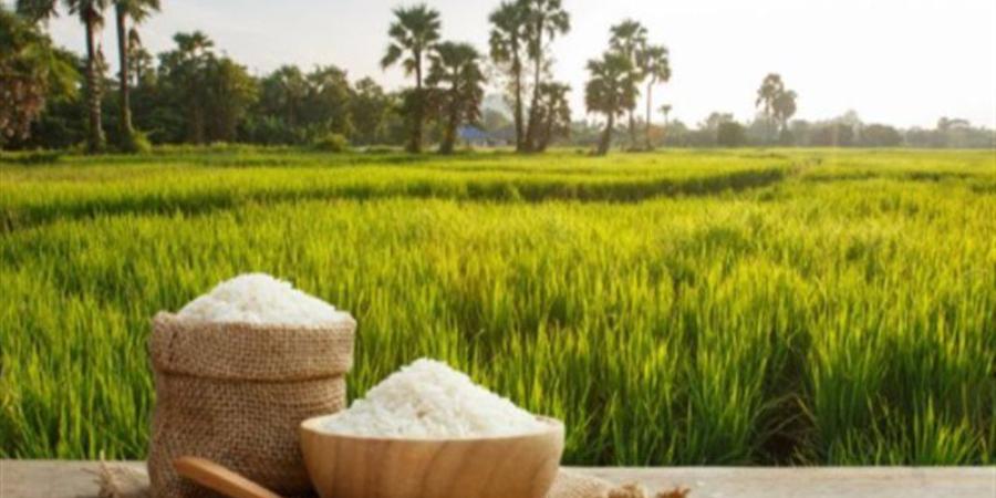 تعرف على سعر الأرز في الأسواق اليوم الإثنين - المدينة برس