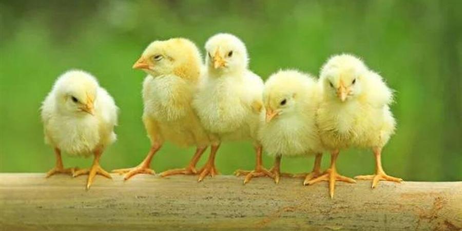 تبدأ من 3 جنيهات، أسعار الكتاكيت والبط في بورصة الدواجن اليوم الإثنين - المدينة برس