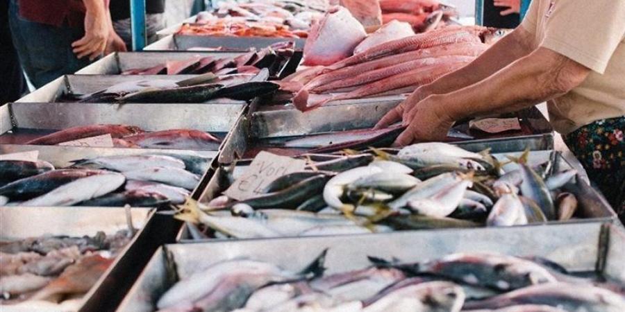 أسعار السمك اليوم، البلطي يواصل ارتفاعه وانخفاض كبير في المكرونة والجمبري - المدينة برس